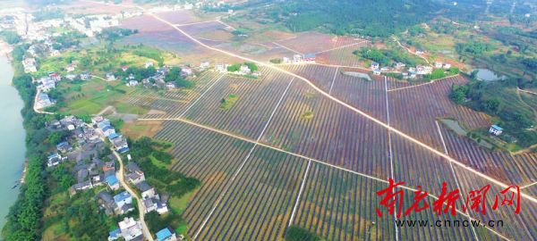 溪头乡成片发展的柑橘产业园。
